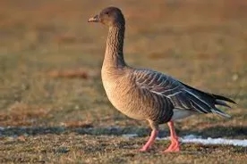 Greylag Goose