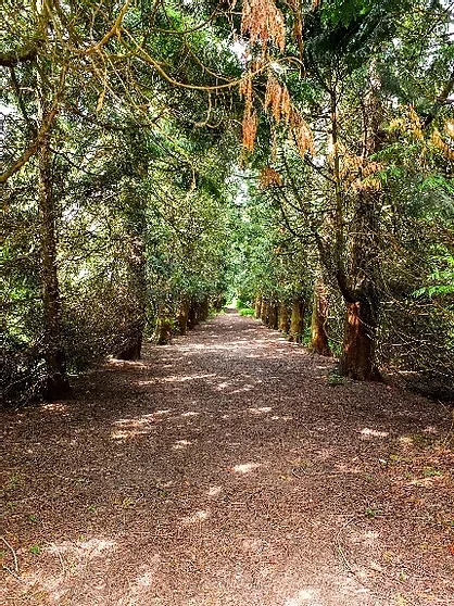 Ingatestone Hall Wooded Lane